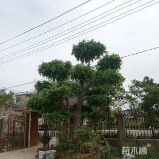 30公分造型榔榆