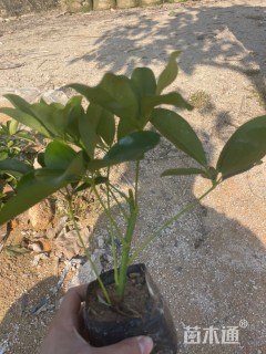 高度20厘米花叶鸭脚木