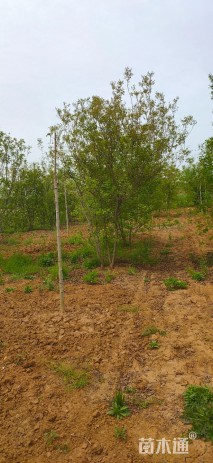 高度500厘米丛生黄栌