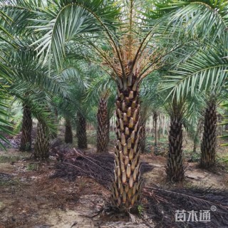 裸干高400厘米中东海枣