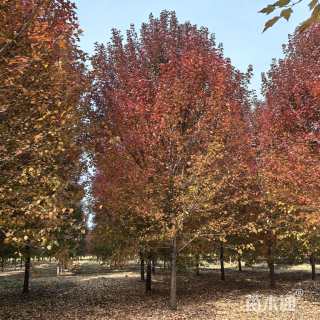 12公分美国红枫