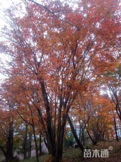 高度600厘米丛生五角枫