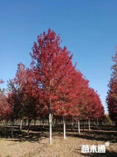 15公分美国红枫