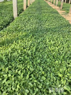 高度20厘米美丽月见草