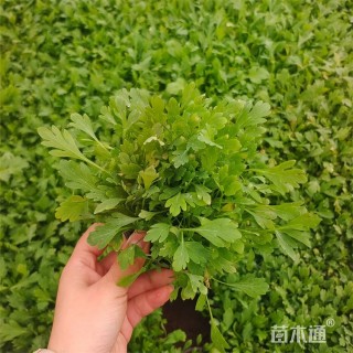 高度25厘米冰岛虞美人