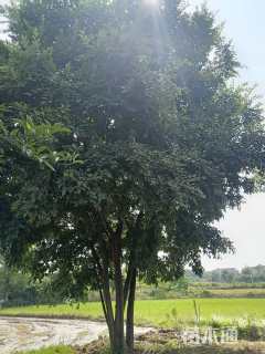 65公分(6杆)丛生朴树