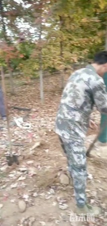 15公分美国红枫