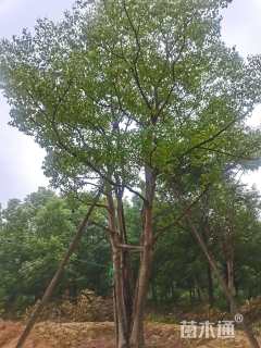 25公分(5杆)丛生乌桕