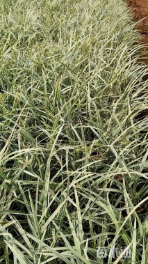 高度20厘米丽蚌草