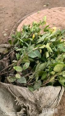 高度40厘米金森女贞