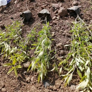 高度40厘米金叶莸