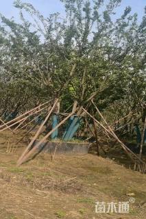 40公分丛生朴树