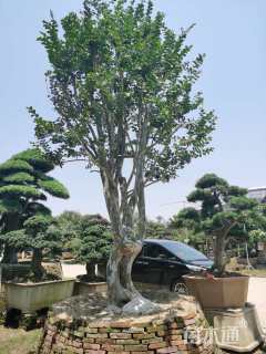 高度300厘米红花紫薇