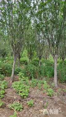 10公分西府海棠