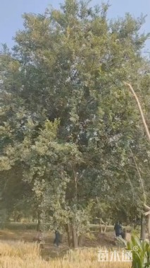 20公分(3杆)丛生朴树