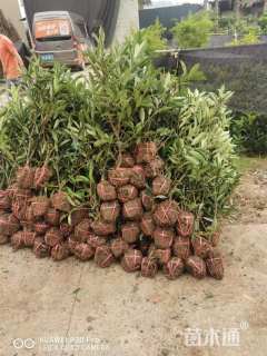 高度120厘米法国冬青