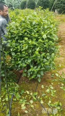 高度30厘米扶桑