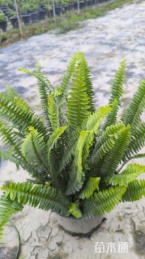 高度25厘米飞燕草