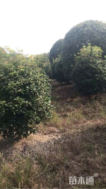 高度350厘米丛生桂花