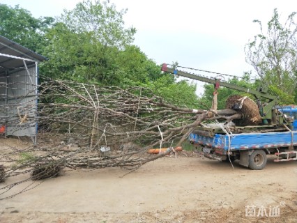 85公分丛生朴树