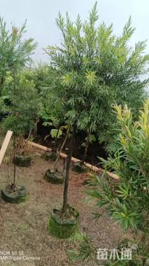 高度70厘米美花红千层