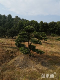 原生苗造型罗汉松