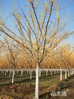 10公分矮接金枝槐