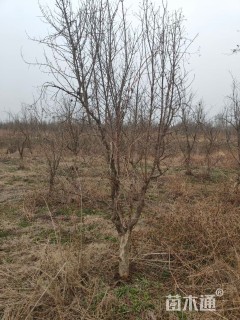 高度250厘米石榴