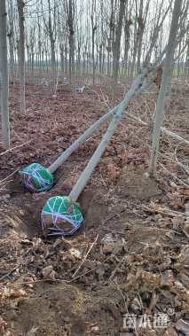 10公分速生法桐