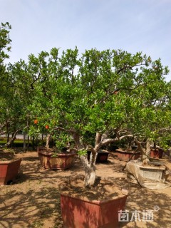 高度400厘米石榴