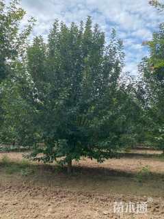 12公分绚丽海棠