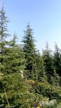 高度500厘米雪松