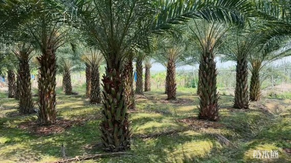 裸干高30厘米中东海枣