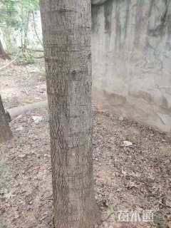 20公分美国红橡树