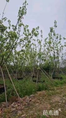 12公分金叶复叶槭