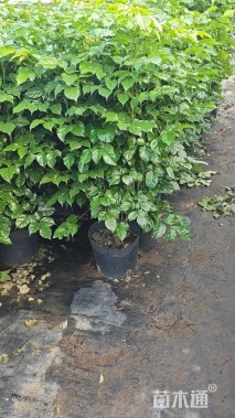 110公分海南菜豆树