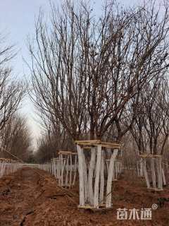 高度850厘米丛生五角枫