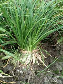 高度20厘米兰花三七草