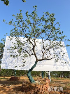 21公分造型香橼