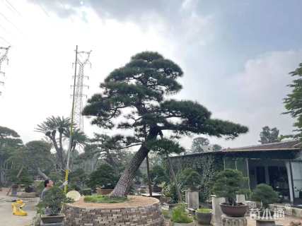 高度500厘米白皮松