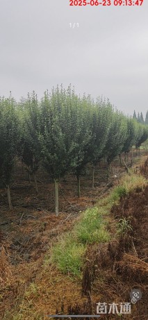 高度300厘米木槿