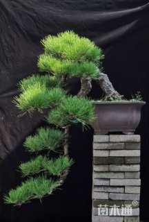 高度100厘米黑松