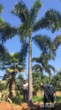裸干高500厘米狐尾椰