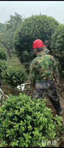 冠幅250厘米茶梅球