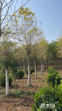 15公分金叶白蜡