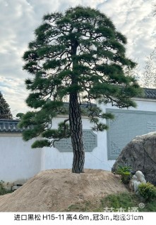高度200厘米黑松