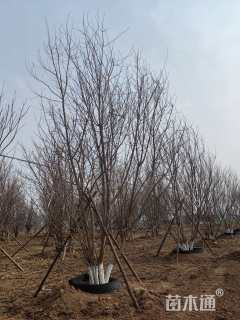 高度800厘米丛生五角枫