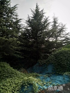 高度1200厘米雪松