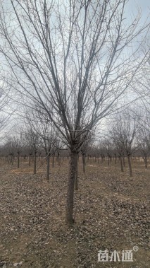 18公分北美海棠