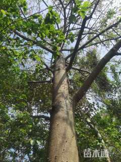 30公分大腹木棉